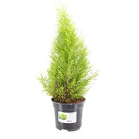 Cupressus 'Goldcrest' - 3L Pot
