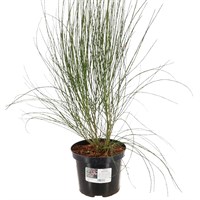 Cytisus praecox 'Zeelandia' - 4L Pot