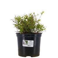 Deutzia Crenata 'Nikko' - 7.5L Pot