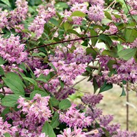 Deutzia Hybrida 'Perle Rose' - 7.5L Pot