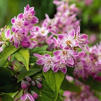 Deutzia Hybrida 'Raspberry Sundae' - 4L Pot