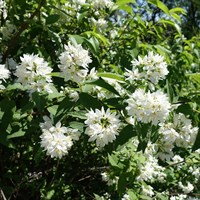Deutzia 'Scabra Plena' - 4L Pot