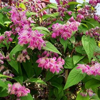 Deutzia 'Strawberry Fields' - 4L Pot