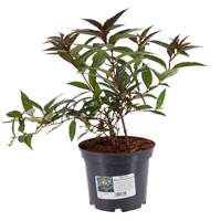 Diervilla 'Magical Dark Delight' - 3L Pot