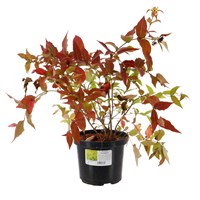Diervilla Rivularis 'Honeybee' - 4L Pot