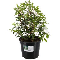 Drimys Lanceolata - 5L Pot