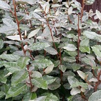 Elaeagnus Ebbingei 'Compacta' - 7.5L Pot