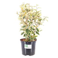 Elaeagnus Ebbingei 'Viveleg' - 7.5L Pot