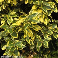 Elaeagnus 'Gilt Edge' - 7.5L Pot