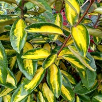 Elaeagnus 'Limelight' - 7.5L Pot