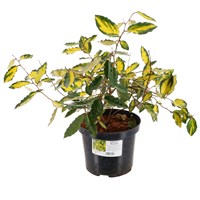 Elaeagnus pungens 'Maculata' - 4L Pot