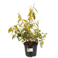Elaeagnus pungens 'Maculata' - 7.5L Pot