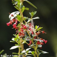 Escallonia 'Crimson Spire' - 4L Pot