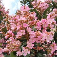 Escallonia 'Peach Blossom' - 3L Pot
