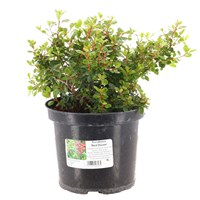 Escallonia 'Red Dream' - 4L Pot