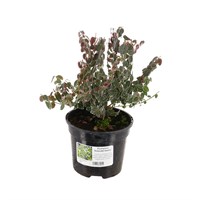 Euonymus fortunei 'Emerald Gaiety' - 2L Pot