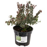 Euonymus fortunei 'Emerald Gaiety' - 5L Pot