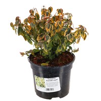 Euonymus fortunei 'Emerald 'n' Gold' - 2L pot