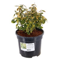 Euonymus fortunei 'Emerald 'n' Gold' - 5L pot
