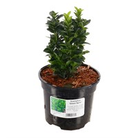 Euonymus Japonicus 'Green Spire' - 3L Pot