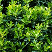 Euonymus Japonicus 'Jean Hughes' - 4L Pot