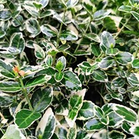 Euonymus Japonicus 'White Spire' - 2L Pot