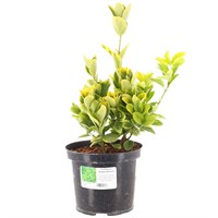 Euonymus Ovatus Aureus - 3L Pot