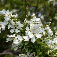 Exochorda Racemosa 'Niagara' - 4-5L Pot