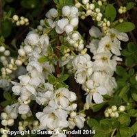 Exochorda x Macrantha 'The Bride' - 5L Pot