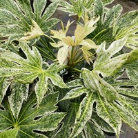 Fatsia Japonica 'Spider Web' - 7.5L Pot