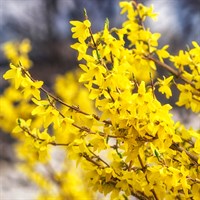 Forsythia 'Flojor' - 3L Pot