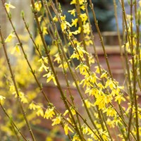 Forsythia Intermedia 'Goldrausch' - 4L Pot