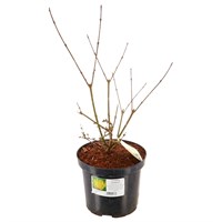 Forsythia intermedia 'Lynwood' - 4L Pot