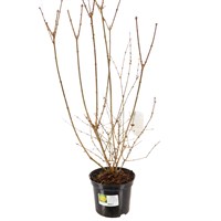 Forsythia intermedia 'Lynwood' - 5L Pot