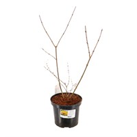 Forsythia intermedia 'Spectabilis' - 4L Pot