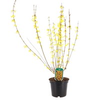 Forsythia Minigold - 5L Pot