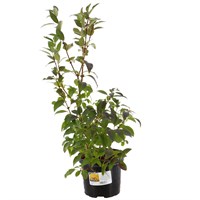 Forsythia 'Spectabilis' - 7.5L Pot