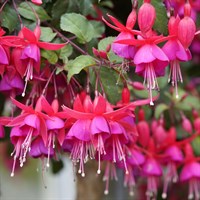 Fuchsia 'Beacon' - 2L Pot