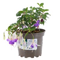 Fuchsia 'Deltas Sarah' - 2L Pot