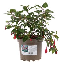 Fuchsia 'Mrs Popple' - 2L Pot