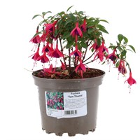 Fuchsia 'Tom Thumb' - 2L Pot
