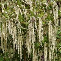 Garrya Eliptica 'James Roof' - 3L Pot