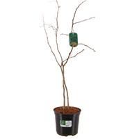Ginkgo biloba - 7.5L Pot