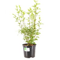 Griselinia Littoralis - 7.5L Pot
