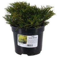 Hebe 'James Stirling' - 2L Pot