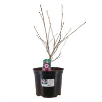 Hibiscus Syr. 'Aphrodite' - 7.5L Pot