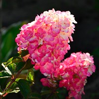 Hydrangea 'Diamant Rouge' - 15L Pot
