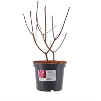 Hydrangea Fraise Melba' - 15L Pot