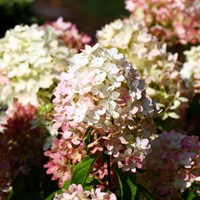 Hydrangea 'Graffiti' - 15L Pot