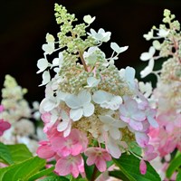 Hydrangea 'Magical Andes' - 15L Pot